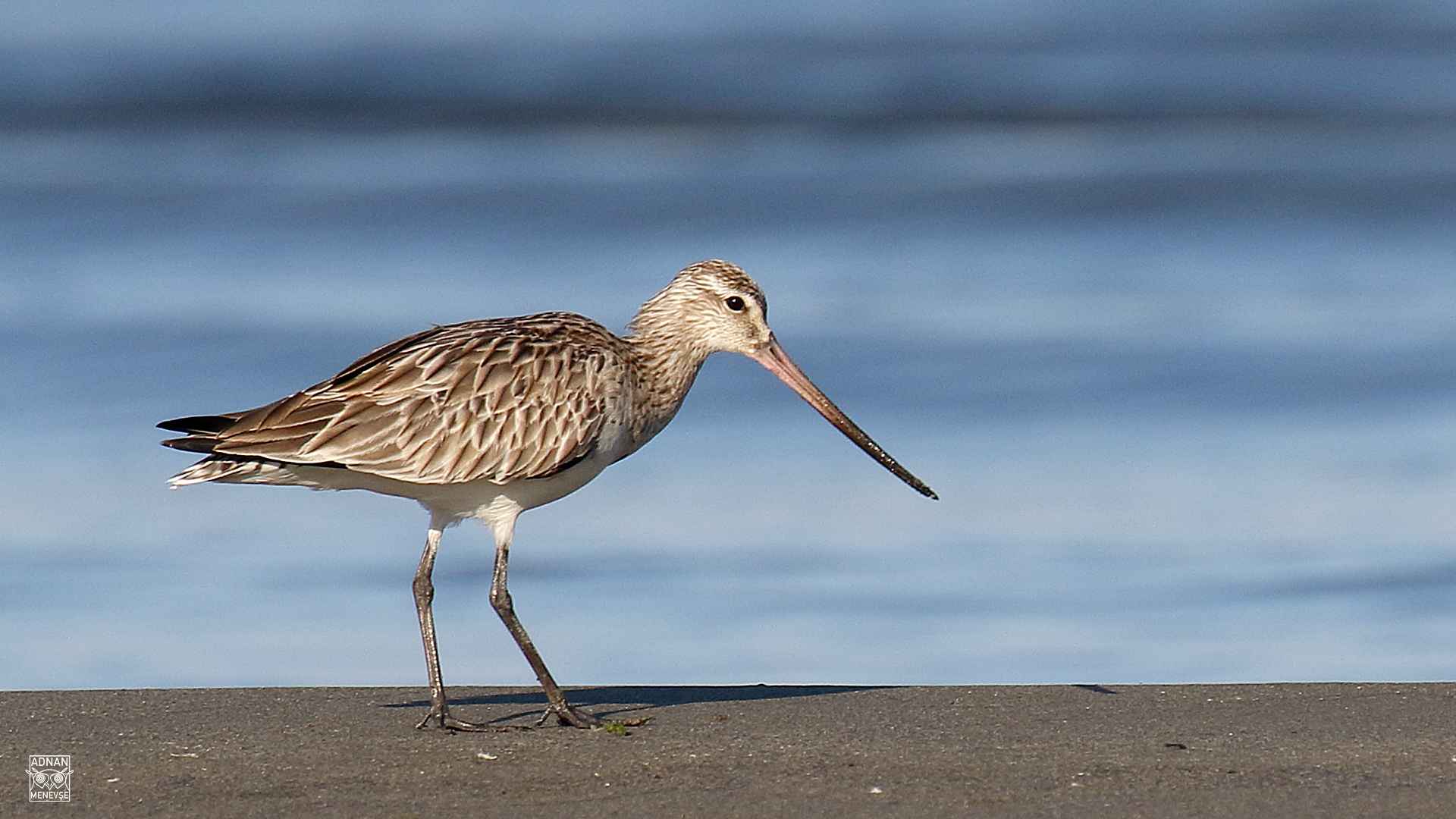 Bar-tailed Godwit